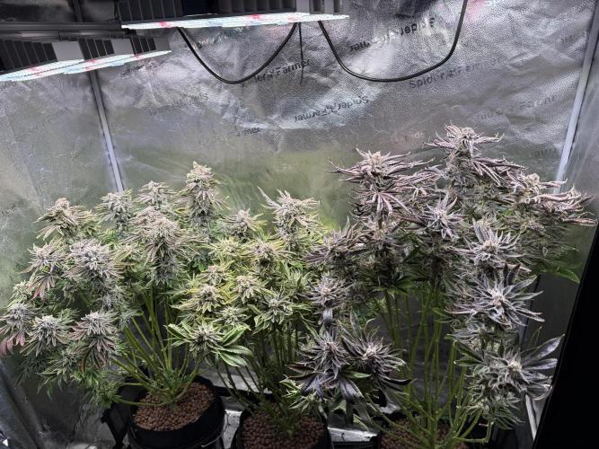 Super Skunk - Sensi Seeds. Week 16