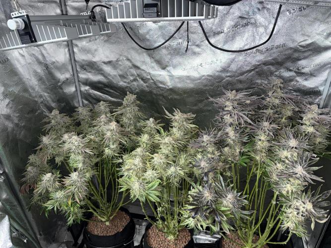 Super Skunk - Sensi Seeds. Week 16