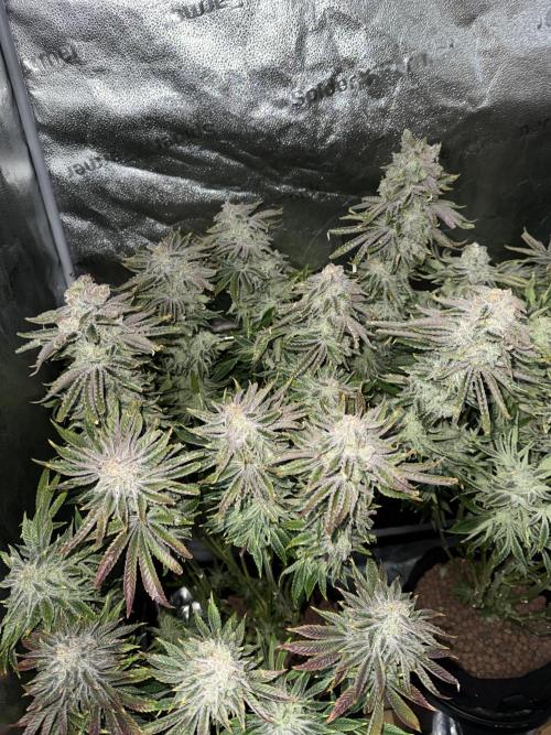 Super Skunk - Sensi Seeds. Week 16