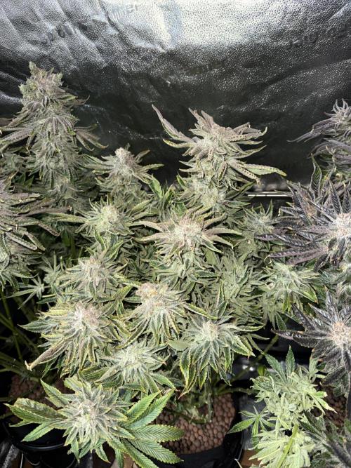Super Skunk - Sensi Seeds. Week 16