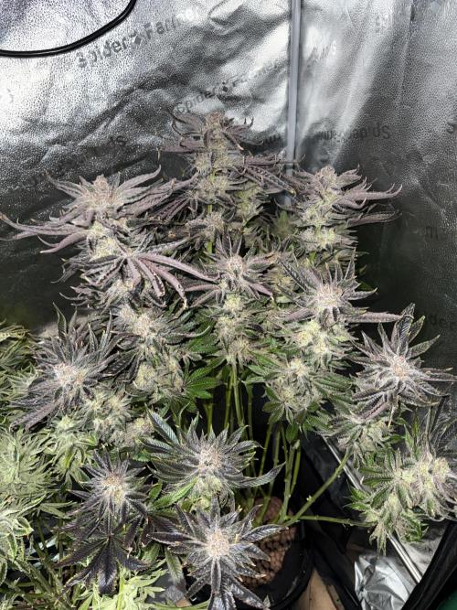 Super Skunk - Sensi Seeds. Week 16