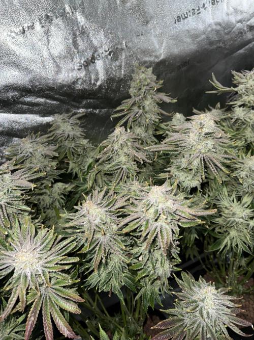 Super Skunk - Sensi Seeds. Week 16