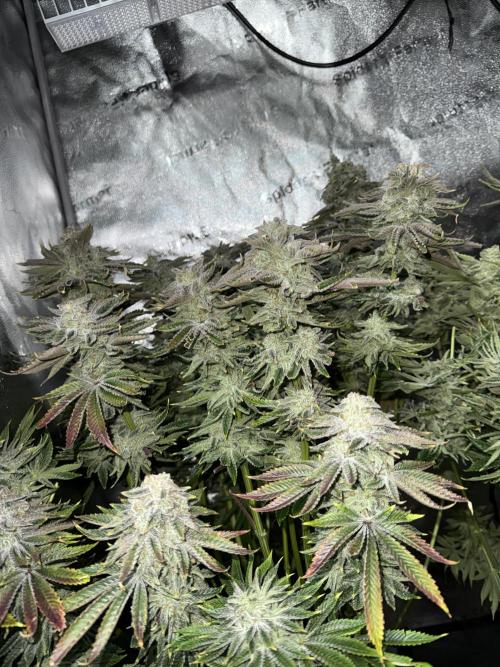 Super Skunk. Week 16