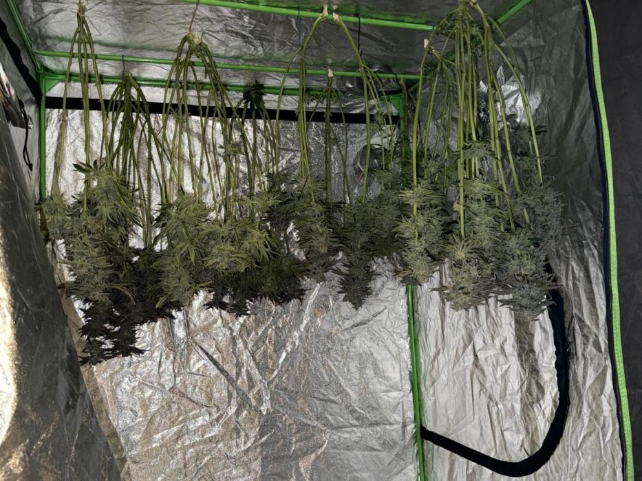 Super Skunk - Sensi Seeds. Week 16