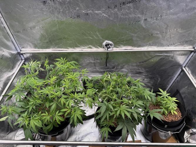 Gorilla GG4 - Ganja Farmer. Week 6