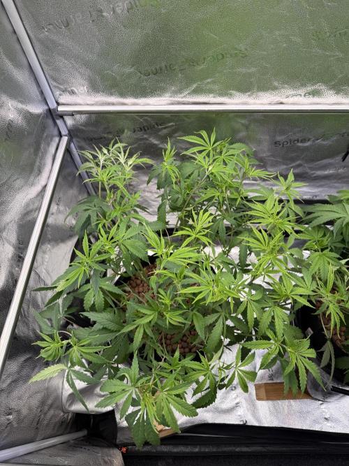 Gorilla GG4 - Ganja Farmer. Week 6