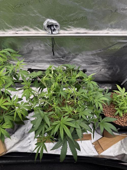 Gorilla GG4 - Ganja Farmer. Week 6