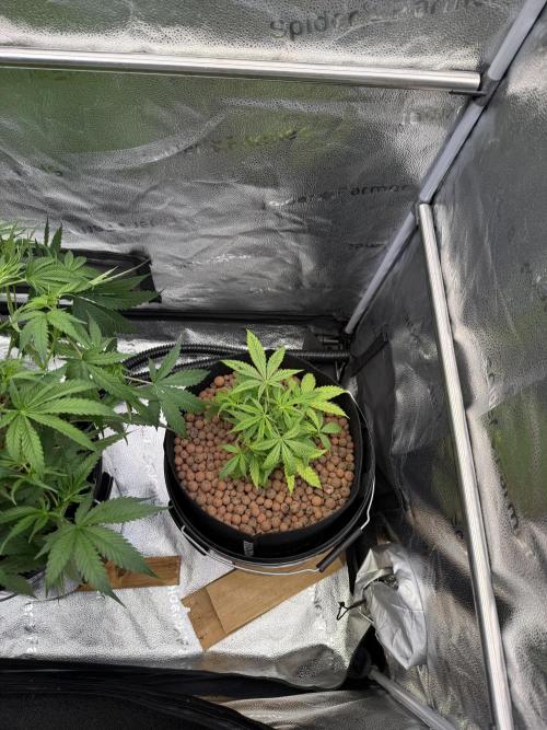 Gorilla GG4 - Ganja Farmer. Week 6