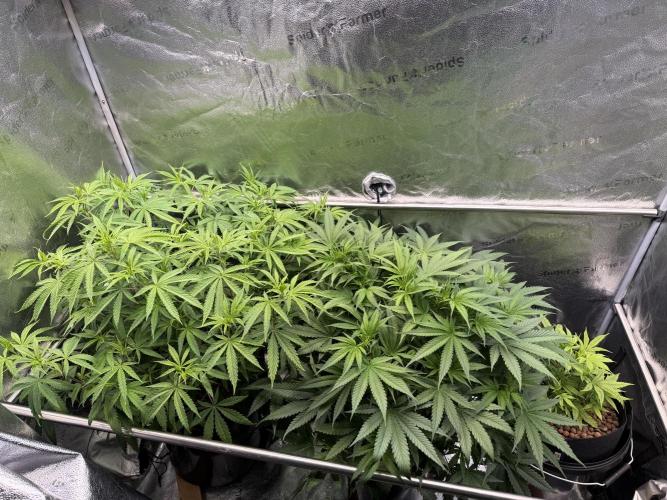 Gorilla GG4 - Ganja Farmer. Week 7