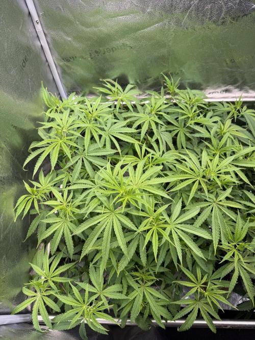 Gorilla GG4 - Ganja Farmer. Week 7