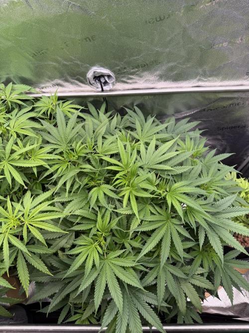 Gorilla GG4 - Ganja Farmer. Week 7
