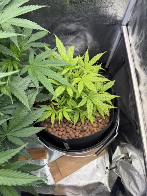Gorilla GG4 - Ganja Farmer. Week 7
