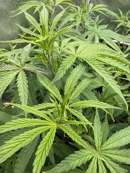 Gorilla GG4 - Ganja Farmer. Week 7