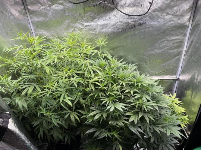 Gorilla GG4 - Ganja Farmer. Week 8