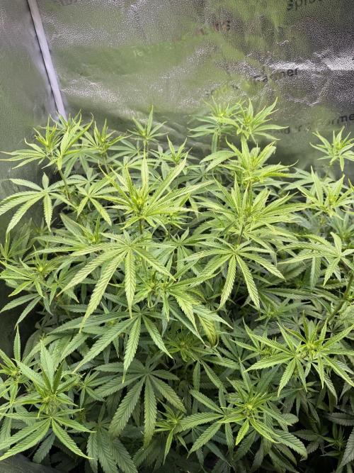 Gorilla GG4 - Ganja Farmer. Week 8