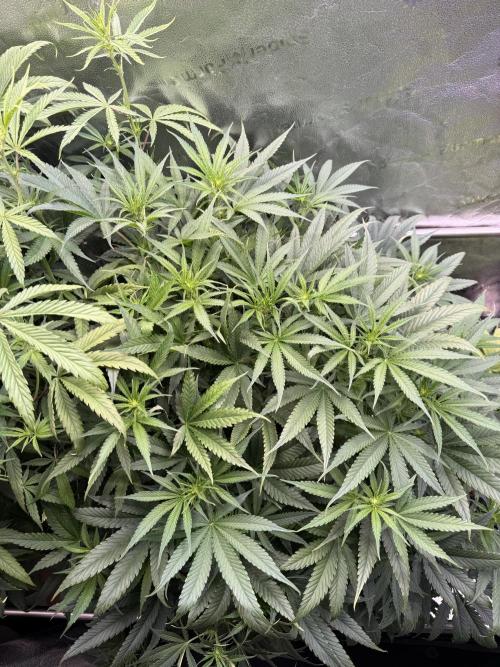 Gorilla GG4 - Ganja Farmer. Week 8