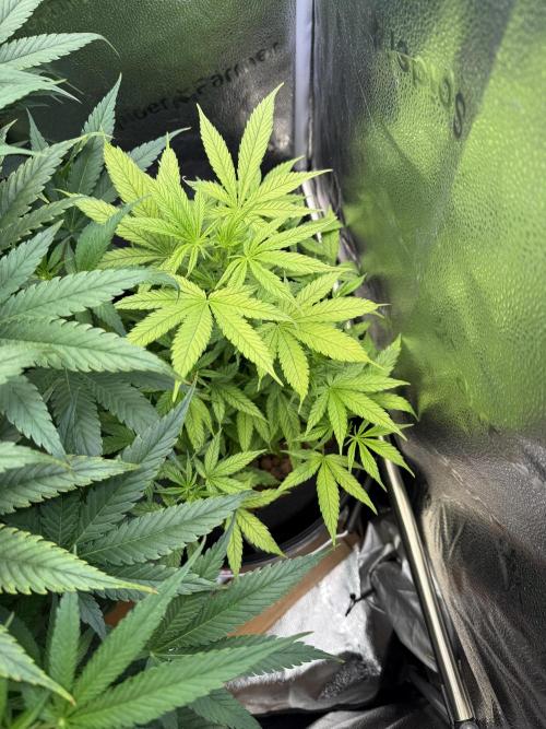 Gorilla GG4 - Ganja Farmer. Week 8