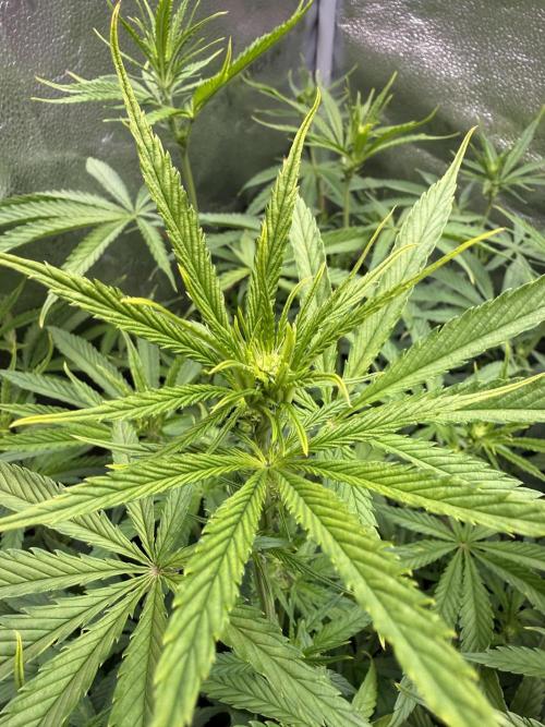 Gorilla GG4 - Ganja Farmer. Week 8