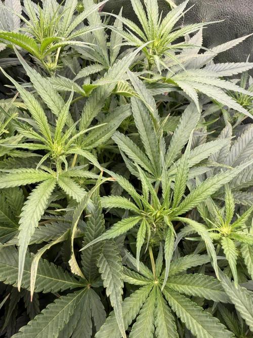 Gorilla GG4 - Ganja Farmer. Week 8