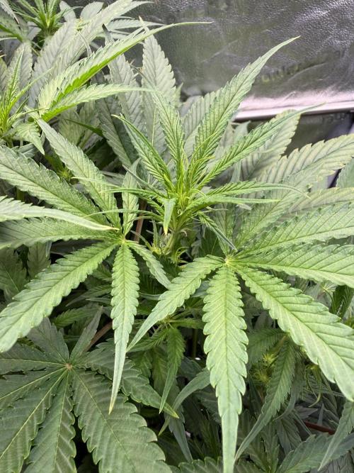 Gorilla GG4 - Ganja Farmer. Week 8