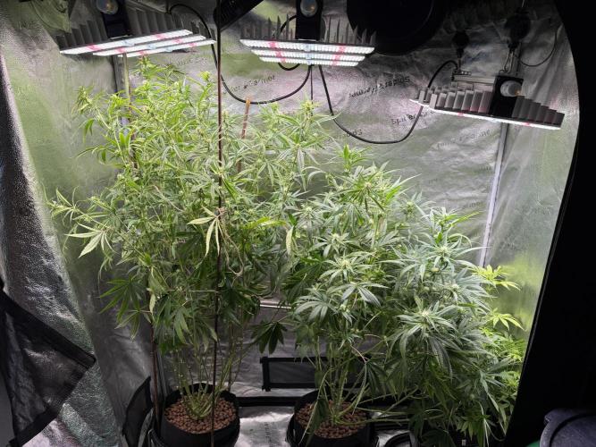 Gorilla GG4 - Ganja Farmer. Week 9
