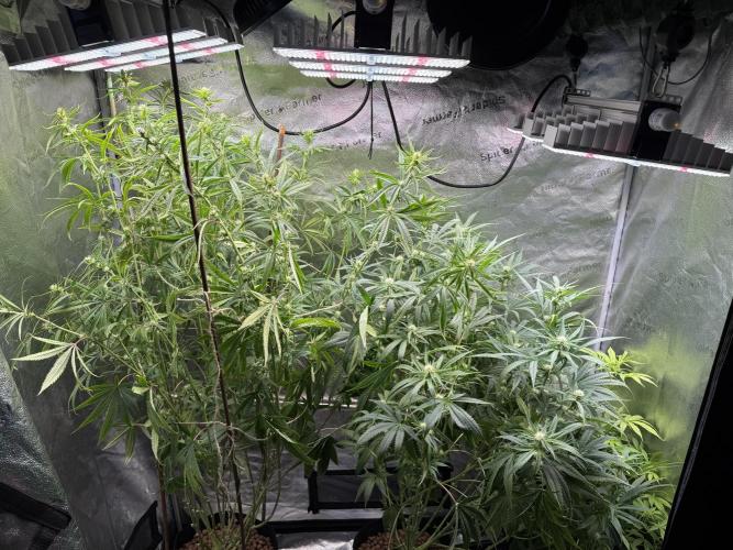 Gorilla GG4 - Ganja Farmer. Week 9