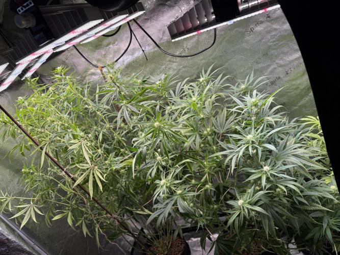 Gorilla GG4 - Ganja Farmer. Week 9