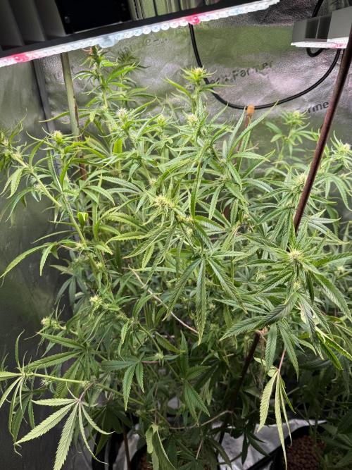 Gorilla GG4 - Ganja Farmer. Week 9