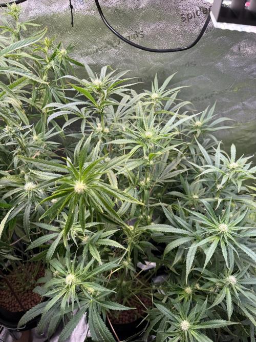 Gorilla GG4 - Ganja Farmer. Week 9