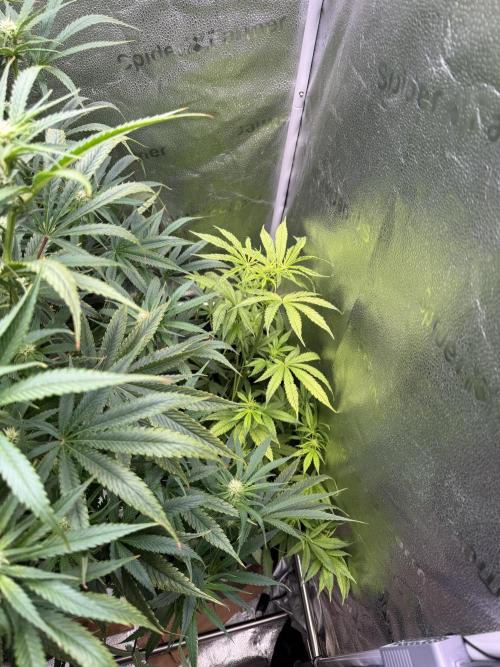 Gorilla GG4 - Ganja Farmer. Week 9
