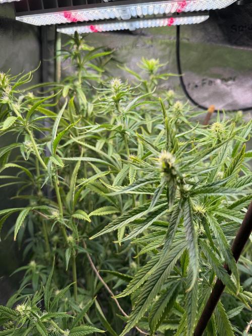 Gorilla GG4 - Ganja Farmer. Week 9