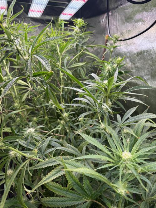 Gorilla GG4 - Ganja Farmer. Week 9