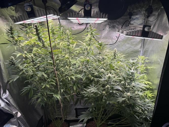 Gorilla GG4 - Ganja Farmer. Week 10