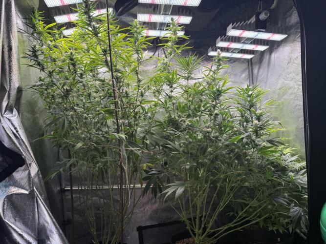 Gorilla GG4 - Ganja Farmer. Week 10