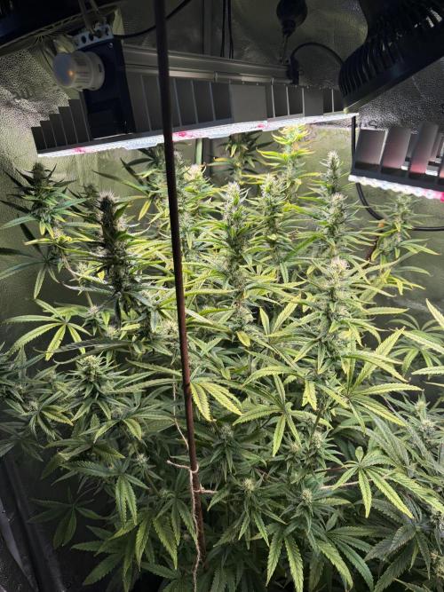 Gorilla GG4 - Ganja Farmer. Week 10