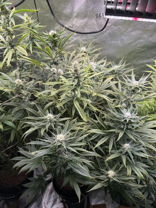 Gorilla GG4 - Ganja Farmer. Week 10