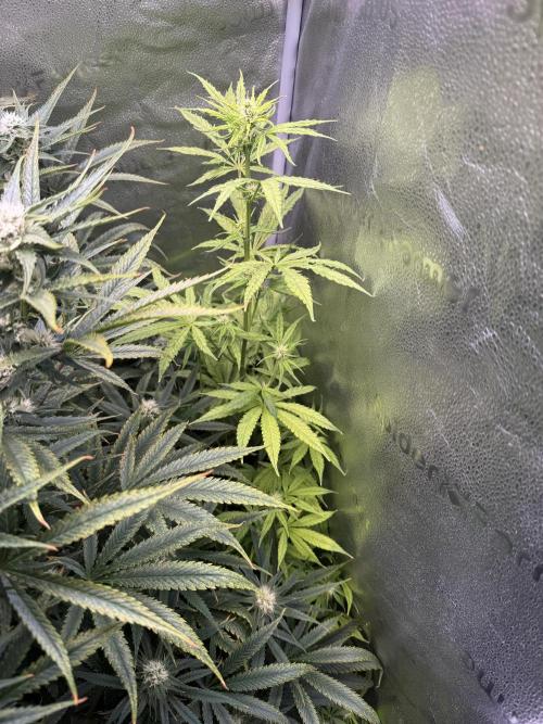 Gorilla GG4 - Ganja Farmer. Week 10