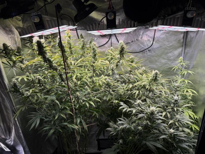 Gorilla GG4 - Ganja Farmer. Week 11