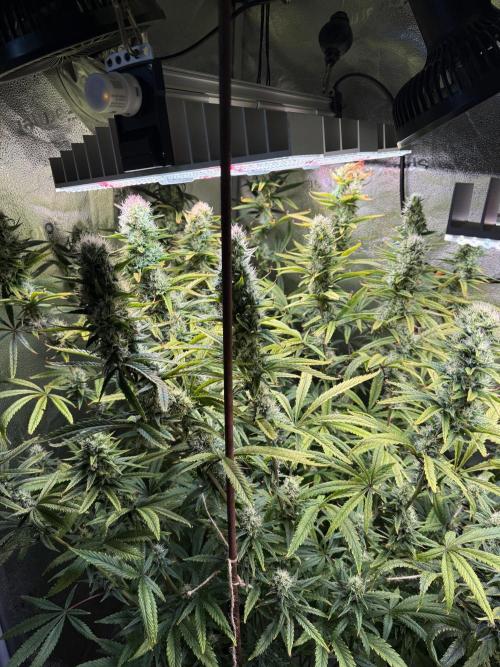 Gorilla GG4 - Ganja Farmer. Week 11