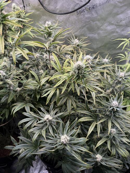 Gorilla GG4 - Ganja Farmer. Week 11