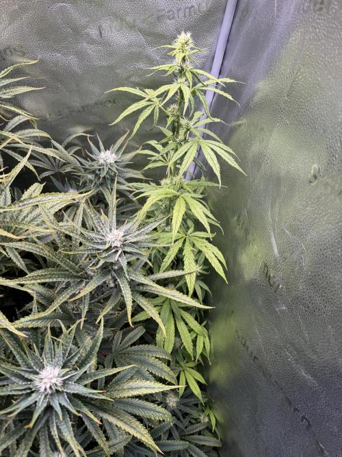 Gorilla GG4 - Ganja Farmer. Week 11