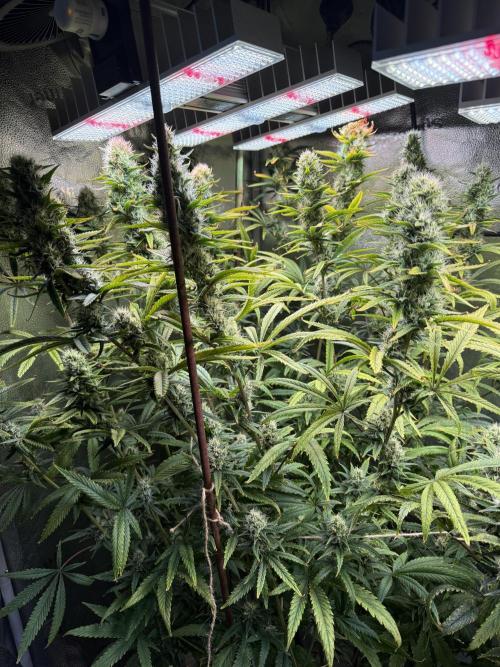 Gorilla GG4 - Ganja Farmer. Week 11