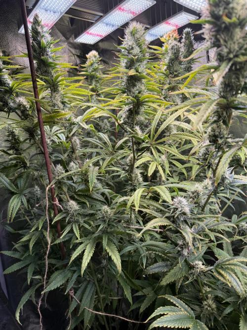 Gorilla GG4. Week 11