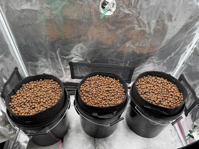 Jack Herer - Sensi Seeds. Week 0
