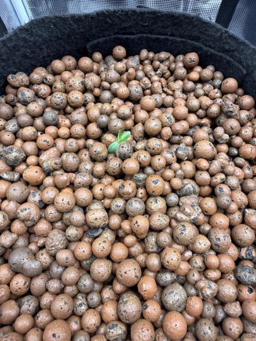 Jack Herer - Sensi Seeds. Week 0
