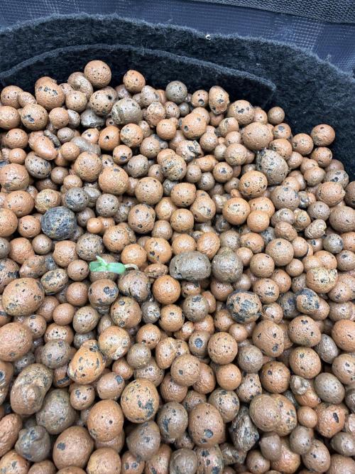 Jack Herer - Sensi Seeds. Week 0