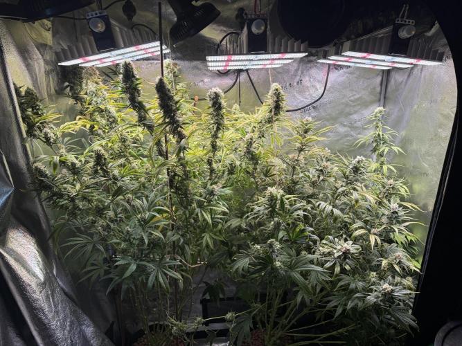 Gorilla GG4 - Ganja Farmer. Week 12