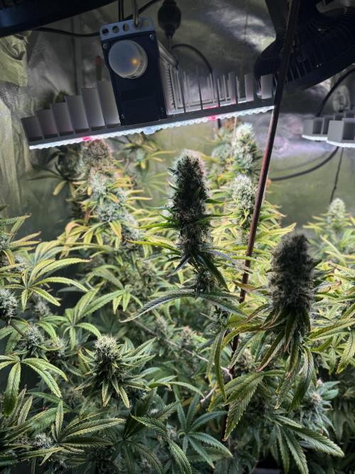 Gorilla GG4 - Ganja Farmer. Week 12
