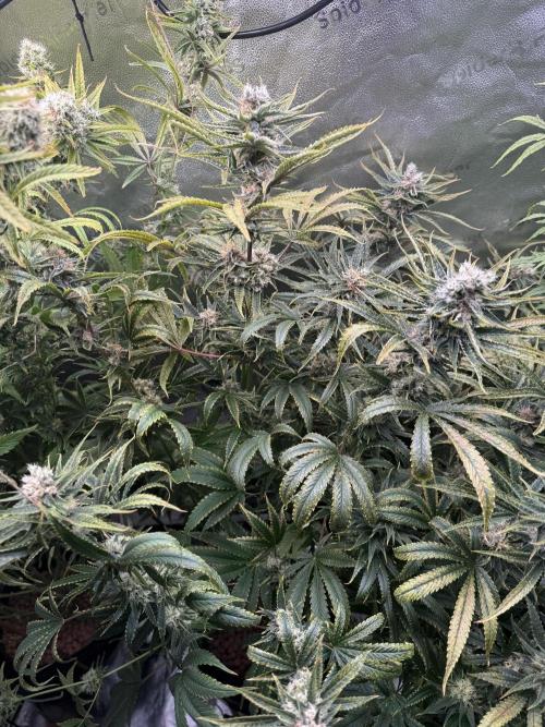 Gorilla GG4 - Ganja Farmer. Week 12