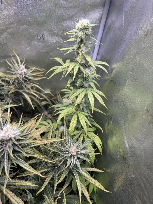 Gorilla GG4 - Ganja Farmer. Week 12